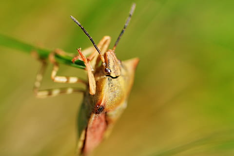 carpocoris fuscispinus, bug di frutta del nord, insetto, natura, avvicinamento, scarafaggio, foto di insetti, macro, estate, giardino, piccolo, filo d'erba, bellissimo, pianta, primavera, stagione, colore verde, animali allo stato selvatico, temi animali, un animale, invertebrato, animale, messa a fuoco selettiva, fauna selvatica, giorno, nessuno, parte del corpo animale, parte vegetale, foglia, all'aperto, concentrarsi sulle conoscenze acquisite, crescita, 5K, CC0, dominio pubblico, privo di copyright