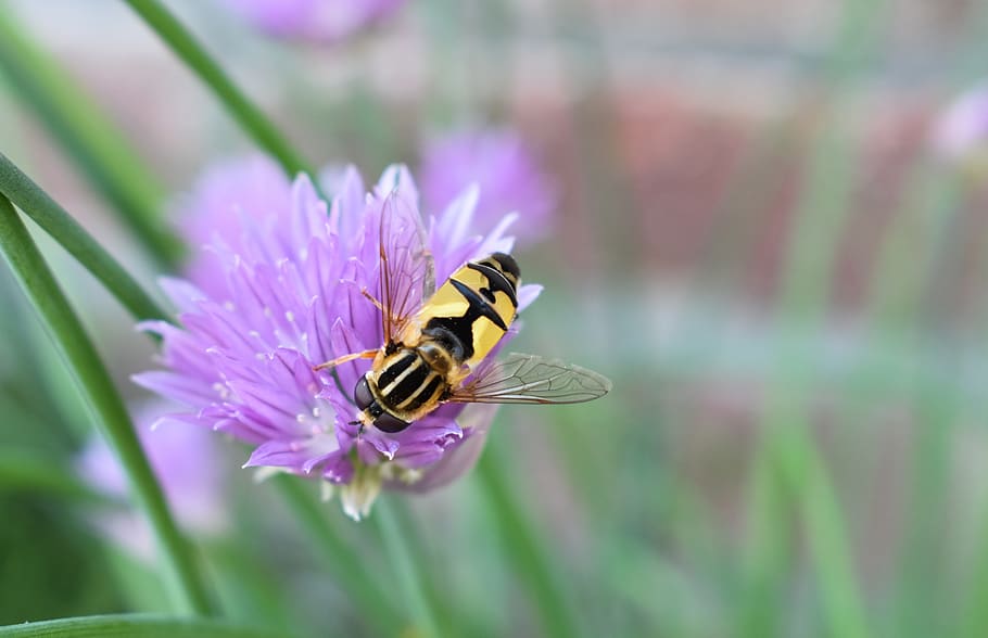 hoverfly, error, animal, flor, cebollí, naturalesa, estiu, planta amb flors, temes d'animals, invertebrat, bellesa a la natura, animals a la natura, un animal, planta, insecte, fragilitat, vulnerabilitat, primer pla, fauna animal, frescor, creixement, pètal, cap de flor, abella, polinització, cap gent, porpra, a l'aire lliure, pol·len, 5K