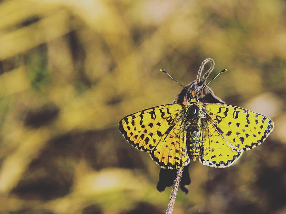 groc, negre, papallona, insecte, macro, temes d'animals, ala dels animals, invertebrat, papallona - insecte, un animal, fauna animal, animals a la natura, animal, bellesa a la natura, primer pla, centrar-se en primer pla, part del cos dels animals, naturalesa, flor, planta, cap gent, full, part de la planta, a l'aire lliure, 2K