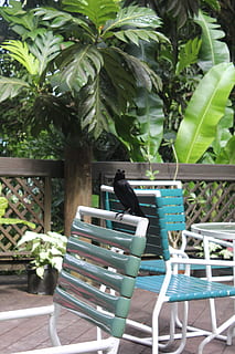 Barbados, Tier, Tierthemen, Wirbeltier, Vogel, ein Tier, Tierwelt, Tiere in freier Wildbahn, Sitz, Pflanze, hocken, Stuhl, Natur, Tag, grüne Farbe, Blatt, keine Leute, Pflanzenteil, Wachstum, draußen, Topfpflanze, 5K, CC0, gemeinfrei, lizenzfrei