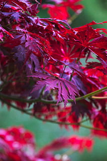 Ahorn, Hellrot, Ast, Blatt, Herbstfarben, Herbstfarbe, Herbst, Ahornblätter, leuchtenden, japanischer Ahorn, rot, Pflanze, Pflanzenteil, Nahansicht, selektiver Fokus, Schönheit in der Natur, Wachstum, Natur, keine Leute, Veränderung, Baum, Tag, Frische, draußen, Ahornblatt, Blume, blühende Pflanze, Verletzlichkeit, Blätter, natürlicher Zustand, 5K, CC0, gemeinfrei, lizenzfrei