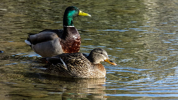 Kanada, canmore, Frühling, Ostern, Bach, Felsen, Ente, Enten, Stockente, alberta, Spring Creek, Feder, Wasser, Vogel, Tiere in freier Wildbahn, Tierthemen, See, Tierwelt, Wirbeltier, Tier, Geflügel, Ufergegend, Schwimmen, Gruppe von Tieren, Natur, Tag, Reflexion, keine Leute, Wasservogel, Schnabel, draußen, auf dem Wasser schwimmen, Tierfamilie, 4K, CC0, gemeinfrei, lizenzfrei