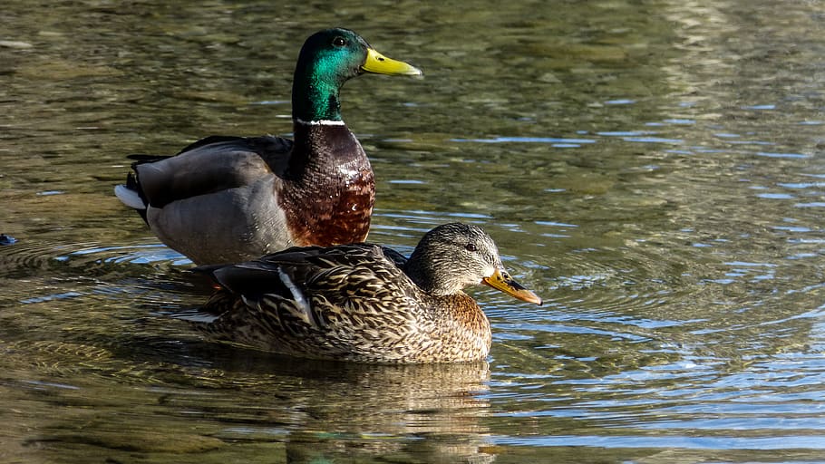 Kanada, canmore, Frühling, Ostern, Bach, Felsen, Ente, Enten, Stockente, alberta, Spring Creek, Feder, Wasser, Vogel, Tiere in freier Wildbahn, Tierthemen, See, Tierwelt, Wirbeltier, Tier, Geflügel, Ufergegend, Schwimmen, Gruppe von Tieren, Natur, Tag, Reflexion, keine Leute, Wasservogel, Schnabel, draußen, auf dem Wasser schwimmen, Tierfamilie, 4K