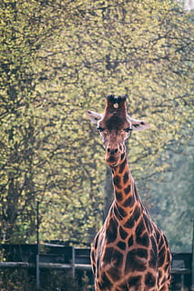 girafa marró, girafa, naturalesa, zoo, animals africans, Àfrica, vida salvatge, fons divertits, mamífer, arbre, fons de pantalla divertits, animal, vegetació, planta, cérvol, antílop, impala, bongo, corretja, pastures, a l'aire lliure, temes d'animals, un animal, fauna animal, animals a la natura, cap gent, vertebrats, centrar-se en primer pla, dia, retrat, animals domèstics, mirant la càmera, safari, cap d’animals, coll d'animals, herbívors, 5K, CC0, domini públic, lliure de regalies