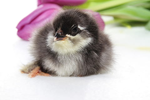 pulcini, primavera, Pasqua, pollo, conto, pollame, un animale, temi animali, animale, mammifero, domestico, giovane animale, animali domestici, vertebrato, avvicinamento, nessuno, fauna selvatica, in casa, ritratto, piccolo, lunghezza intera, carina, seduta, girato in studio, 5K, CC0, dominio pubblico, privo di copyright