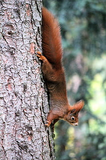scoiattolo, albero, roditore, animale, mammifero, Repubblica Ceca, štěpánka park, mlada boleslav, verso il basso, natura, donnola, etichetta, testo, orangutan, mangiatoia per uccelli, puzzola, porcospino, buco, pianta, tronco d'albero, temi animali, animali allo stato selvatico, un animale, fauna selvatica, vertebrato, concentrarsi sulle conoscenze acquisite, tronco, nessuno, giorno, avvicinamento, all'aperto, Marrone, baffo, 5K, CC0, dominio pubblico, privo di copyright