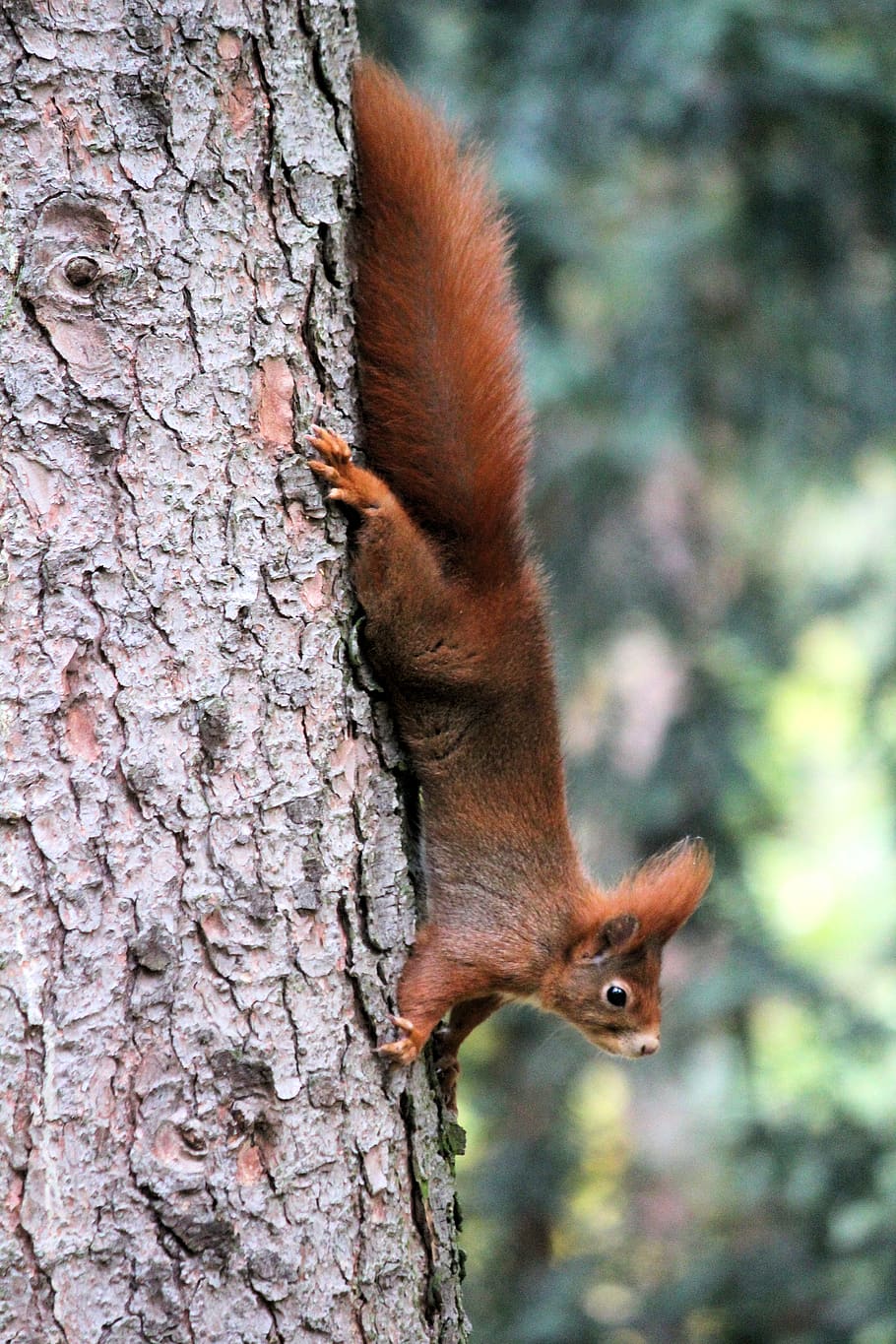 scoiattolo, albero, roditore, animale, mammifero, Repubblica Ceca, štěpánka park, mlada boleslav, verso il basso, natura, donnola, etichetta, testo, orangutan, mangiatoia per uccelli, puzzola, porcospino, buco, pianta, tronco d'albero, temi animali, animali allo stato selvatico, un animale, fauna selvatica, vertebrato, concentrarsi sulle conoscenze acquisite, tronco, nessuno, giorno, avvicinamento, all'aperto, Marrone, baffo, 5K