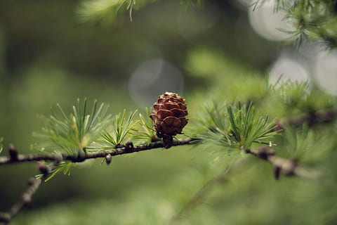 pinecone marró, conífera, flora, planta, làrix, arbre, carxofa, vegetals, produir, menjar, billund, Dinamarca, anet, condiment, falguera, sequoia, pi, arecaceae, Palmera, molsa, teix, creixement, primer pla, color verd, enfocament selectiu, naturalesa, dia, bellesa a la natura, cap gent, full, part de la planta, centrar-se en primer pla, a l'aire lliure, frescor, inicis, flor, brot, nova vida, fragilitat, arbre de coníferes, 4K, CC0, domini públic, lliure de regalies