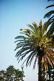 árbol de coco, planta, árbol, arecaceae, palmera, verano, animal, pájaro, tropical, llamarada, ligero, atrás, jardín, al aire libre, cenador, camino, acera, pavimento, asfalto, pista, luz del sol, cielo, clima tropical, crecimiento, cielo limpio, vista de ángulo bajo, naturaleza, nadie, día, copia espacio, palmera datilera, altura maxima, tranquilidad, arquitectura, hoja de palma, estructura construida, arbol tropical, palmera de coco, 2K, CC0, dominio público, libre de derechos