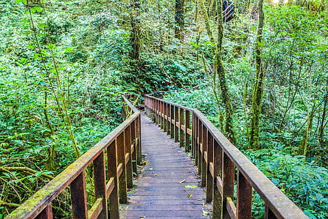 fotografia, Marrone, di legno, ponte, luce del giorno, ambiente, sentiero, foresta, giungla, all'aperto, parco, piante, foresta pluviale, panoramico, alberi, pianta, albero, connessione, colore verde, terra, direzione, ringhiera, ponte - struttura fatta dall'uomo, struttura costruita, la strada davanti, passerella, la tranquillità, architettura, crescita, nessuno, natura, legno - materiale, prospettiva decrescente, bambù - pianta, 2K, CC0, dominio pubblico, privo di copyright