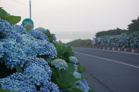 hortensia de bigleaf, ortensia, flors, plantes, naturalesa, blau, pètal, estiu, carretera, jeju island, turisme, a l'aire lliure, viatjar, núvol, paisatge, planta, centrar-se en primer pla, cel, cap gent, dia, primer pla, planta amb flors, frescor, bellesa a la natura, creixement, flor, alimentació saludable, full, part de la planta, color verd, menjar, menjar i beguda, porpra, 2K, CC0, domini públic, lliure de regalies
