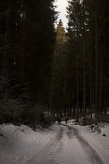 to, mennesker, gå, pathway, dekket, snø, høy, trær, kald, dagslys, miljø, skog, frost, turgåere, is, landskap, natur, vei, scenisk, årstid, trekking, vær, vinter, skogen, tre, kaldtemperatur, anlegg, land, ro, vekst, naturskjønnhet - natur, skjønnhet i naturen, dekker, rolig scene, ikke-urbane scene, veien forover, transport, utendørs, 5K