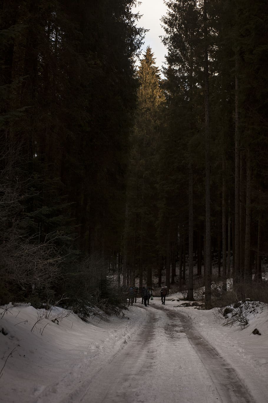 to, mennesker, gå, pathway, dækket, sne, høj, træer, kold, dagslys, miljø, Skov, frost, vandrere, is, landskab, natur, vej, naturskøn, sæson, trekking, vejr, vinter, træ, kold temperatur, plante, jord, ro, vækst, scenics - natur, skønhed i naturen, dækker, rolig scene, ikke-urbane scene, vejen frem, transportmidler, udendørs, 5K