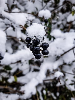 baies, neu, hivern, naturalesa, Transsilvània, baia, bonic, blanc, branques, temperatura de fred, menjar, fruita, centrar-se en primer pla, fruites de baies, planta, menjar i beguda, Color blanc, alimentació saludable, cap gent, bellesa a la natura, creixement, primer pla, congelat, dia, cobertura, a l'aire lliure, 4K, CC0, domini públic, lliure de regalies