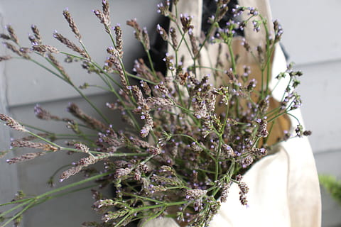 wildflower, lilla, lille bitte, lille, buket, taske, lærred, stof, staude, Verbena, stængler, stilke, grøn, plante, blomst, blomstrende plante, vækst, skønhed i naturen, tæt på, natur, skrøbelighed, friskhed, dag, ingen mennesker, selektiv fokusering, sårbarhed, fokus på forgrunden, udendørs, hvid farve, lavendel, potteplante, kaktus, grøn farve, blomsterhoved, blomster arrangement, 5K, CC0, offentligt domæne, royaltyfrie