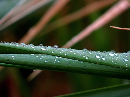 acqua, far cadere, gocce, riflessione, gocciolare, bagnato, natura, liquido, chiaro, goccia di pioggia, goccia di rugiada, pioggia, fluido, piccolo, avvicinamento, freschezza, pianta, colore verde, foglia, nessuno, bellezza nella natura, parte vegetale, filo d'erba, erba, rugiada, purezza, crescita, all'aperto, 4K, CC0, dominio pubblico, privo di copyright