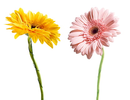 gerbera, flower, background, white, gerber, closeup, isolated, decoration, nobody, natural, floral, , spring, petal, yellow, botanical, bright, head, orange, summer, blossom, bloom, clipping, one, daisy, close-up, macro, object, flora, color, plant, beauty, beautiful, path, fresh, nature, single, botany, flowering plant, freshness, fragility, vulnerability, flower head, inflorescence, beauty in nature, white background, growth, gerbera daisy, pollen, studio shot, no people, 2K, CC0, public domain, royalty free