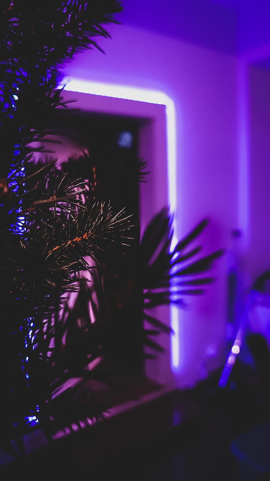 pis, Alemanya, peißenberg, led, borrós, samsung, galàxia, s8, blau, arbre, bonic, beschte, nit, focus, hivern, lila, Nadal, a l'interior, arbre de Nadal, decoració, il·luminat, primer pla, celebració, cap gent, festa, decoració de Nadal, planta, centrar-se en primer pla, enfocament selectiu, esdeveniment, porpra, fosc, reflexió, adorn de Nadal, vida nocturna, 4K