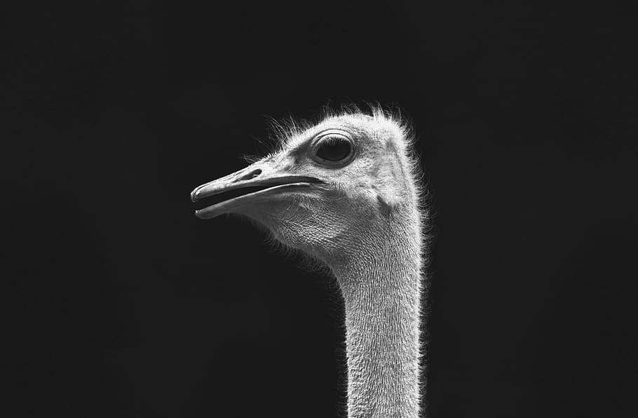 uganda, entebbe, un animal, animal, ocell, temes d'animals, vertebrats, fons negre, estruç, cap d’animals, fauna animal, part del cos dels animals, primer pla, animals a la natura, cap gent, tir de l'estudi, bec, còpia espai, mirant, mirant cap a fora, naturalesa, retrat, vista del perfil, ull d’animals, coll d'animals, 5K