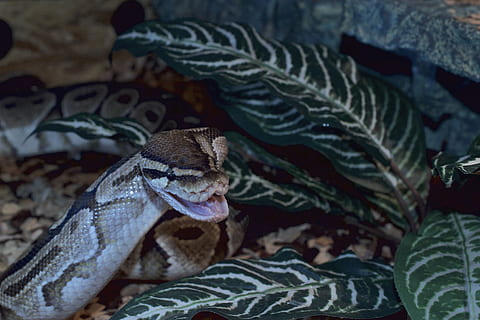 ball python, snakehead, snappy, python regius, foraging, terrarium, boa, constrictor, snake, reptile, python, creature, head, animal, close up, exotic, animal world, mouse hunter, snake heads, animal themes, one animal, animal wildlife, no people, vertebrate, close-up, focus on foreground, animals in the wild, plant part, leaf, nature, selective focus, pattern, outdoors, communication, high angle view, animal head, animal scale, poisonous, 5K, CC0, public domain, royalty free