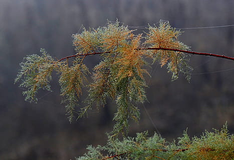 casey, fulles, teranyina, gotes, humit, al matí, tardor, planta, arbre, centrar-se en primer pla, creixement, cap gent, naturalesa, bellesa a la natura, dia, primer pla, tranquil·litat, branca, a l'aire lliure, terra, bosc, escena tranquil·la, planta amb flors, flor, vulnerabilitat, arbre de coníferes, 2K, CC0, domini públic, lliure de regalies