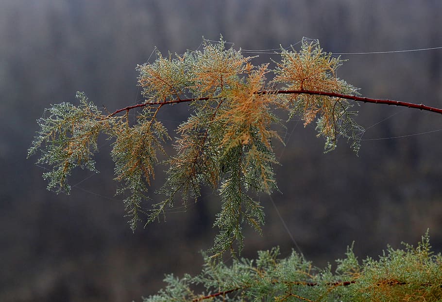 casey, fulles, teranyina, gotes, humit, al matí, tardor, planta, arbre, centrar-se en primer pla, creixement, cap gent, naturalesa, bellesa a la natura, dia, primer pla, tranquil·litat, branca, a l'aire lliure, terra, bosc, escena tranquil·la, planta amb flors, flor, vulnerabilitat, arbre de coníferes, 2K
