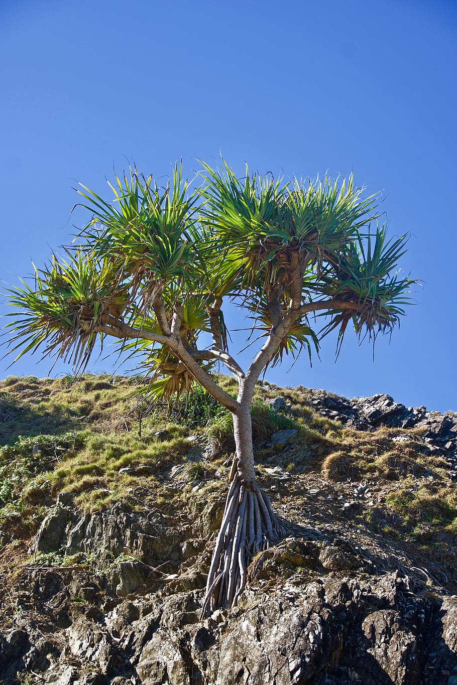 einsam, Single, Baum, Wachstum, allein, natürlich, draußen, Pflanze, Himmel, Natur, Ruhe, keine Leute, Tag, Szenen - Natur, Landschaft, Schönheit in der Natur, Umgebung, ruhige Szene, Land, Blau, Nicht-städtische Szene, Rock, klarer Himmel, Rock - Objekt, trockenes Klima, halbtrocken, 5K