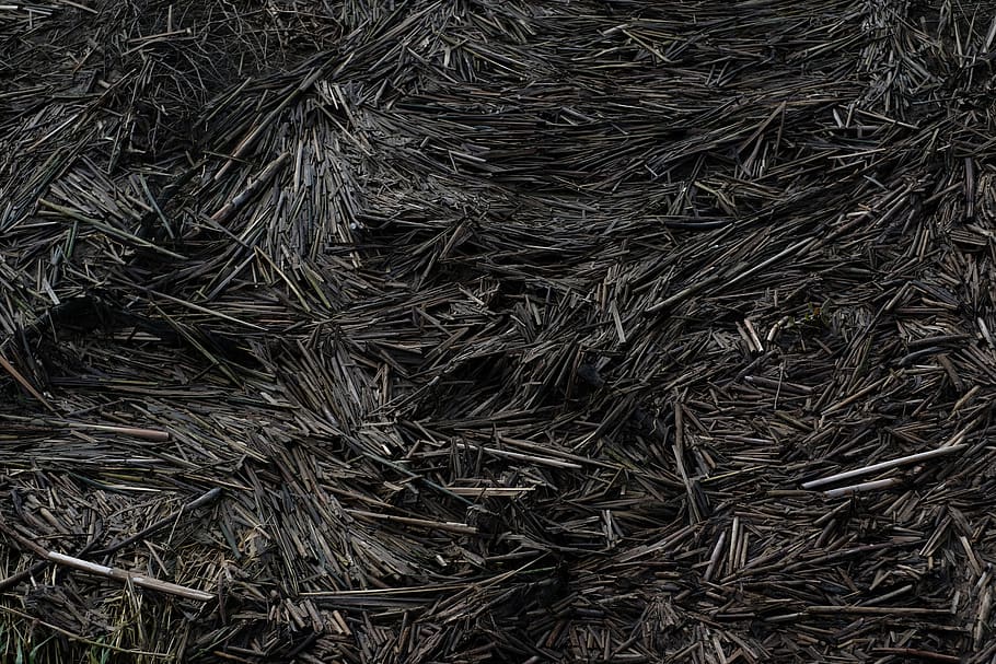 fons, humit, estany, aigua, plantes, males herbes, nord-oest, patró, fosc, terra, naturalesa, marc complet, cap gent, vista d’angle alt, primer pla, sec, planta, abundància, textura, color negre, part de la planta, dia, a l'aire lliure, gran grup d'objectes, directament a sobre, tir de l'estudi, branca, full, agulla - part de la planta, enredat, 5K