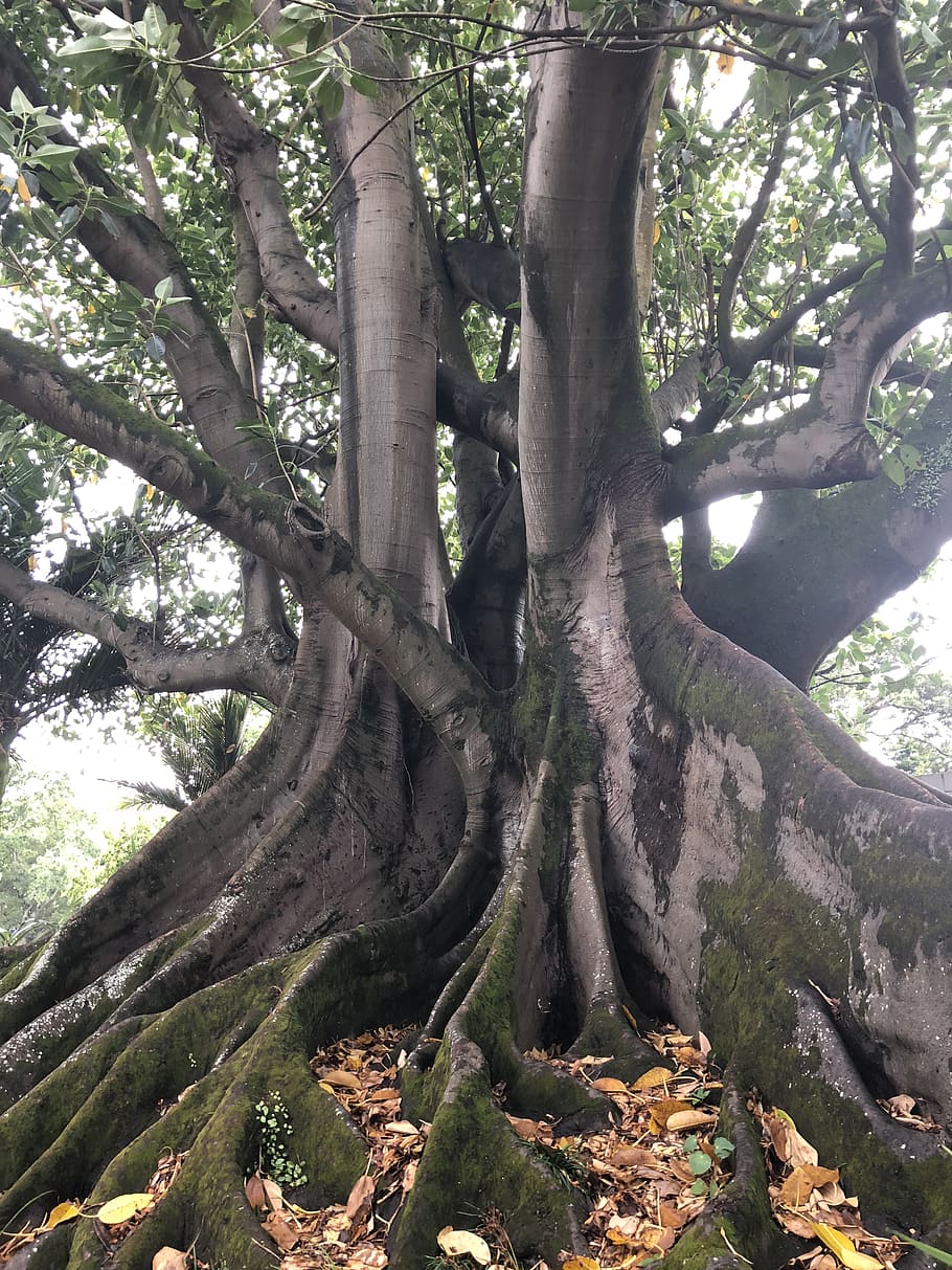 planta, arrel, arbre, tronc de l'arbre, Auckland, 33 prínceps c, Nova Zelanda, a l'aire lliure, jardí, cotxe, automòbil, vehicle, transport, coupe, cotxe esportiu, fusta, dalia, flor, menjar, tronc, creixement, naturalesa, bellesa a la natura, bosc, tranquil·litat, terra, dia, cap gent, branca, llum solar, escenics - natura, part de la planta, escena tranquil·la, vista d’angle baix, medi ambient, 4K