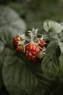 macro, avvicinamento, sfondo, verde, rosso, lampone, le foglie, foresta, cibo e bevande, frutta, cibo, mangiare sano, freschezza, parte vegetale, nessuno, foglia, benessere, frutti di bosco, pianta, messa a fuoco selettiva, natura, crescita, concentrarsi sulle conoscenze acquisite, bellezza nella natura, giorno, colore verde, maturo, sepalo, 5K, CC0, dominio pubblico, privo di copyright