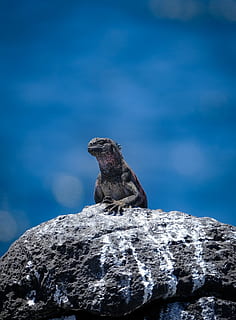 llangardaix sobre pedra, animal, llangardaix, rèptil, rock, vida salvatge, temes d'animals, rock - object, sòlid, fauna animal, un animal, animals a la natura, vertebrats, cap gent, naturalesa, vista d’angle baix, dia, cel, mamífer, centrar-se en primer pla, a l'aire lliure, mirant cap a fora, núvol - cel, iguana, marí, 4K, CC0, domini públic, lliure de regalies