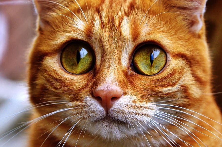 gatto, divertente, sgombro, divertimento, goggle, animale domestico, gatto domestico, animali domestici, domestico, temi animali, mammifero, un animale, animale, felino, parte del corpo animale, avvicinamento, baffo, ritratto, testa di animale, guardando la fotocamera, occhio, occhio animale, vertebrato, nessuno, gatto rosso, grugno, soriano, 2K