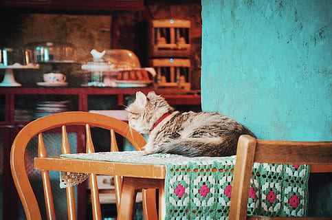 gato, mesa, sillas, luz, nacional, felino, piel, mueble, casa, adentro, dentro, cocina, mamífero, mascota, habitación, atigrado, bigotes, silla de madera, mascotas, un animal, temas de animales, animales domesticos, Gato domestico, animal, vertebrado, relajación, nadie, material de madera, silla, asiento, sentado, dormido, 4K, CC0, dominio público, libre de derechos