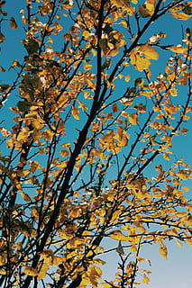 brown leafed tree, leaf, tree, plant, blossom, flower, nature, outdoors, tree trunk, blue sky, fall, leaves, woodland, forest, autumn, animal, bird, petal, maple, cherry blossom, birch, branch, low angle view, beauty in nature, growth, sky, no people, flowering plant, day, springtime, fragility, clear sky, sunlight, vulnerability, change, cherry tree, spring, 5K, CC0, public domain, royalty free