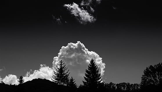 monochrome, photography, clouds, backlit, black-and-white, cloudscape, dark, nature, scenic, shadow, sky, trees, tree, plant, beauty in nature, tranquility, cloud - sky, no people, growth, tranquil scene, scenics - nature, low angle view, outdoors, silhouette, day, non-urban scene, copy space, idyllic, forest, landscape, coniferous tree, 5K, CC0, public domain, royalty free