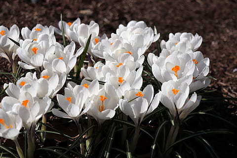 krokusy, jaro, krokus, květ, květiny, flóra, bílý, zahrada, barvitý, Příroda, pohlednice, kvetoucí rostlina, křehkost, rostlina, svěžest, okvětní lístek, zranitelnost, krása v přírodě, růst, detail, květenství, květu hlavy, bílá barva, zaměřit se na popředí, nikdo, den, botanika, venku, pyl, záhon, 5K, CC0, veřejná doména, bez autorských práv