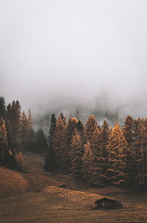 Weg, eine lange, Kiefern, 4 k Tapete, Herbst, Wolken, kalt, Nadelbaum, Dämmerung, Tageslicht, Bildschirmhintergrund, Umgebung, fallen, Nebel, nebelig, Wald, Gras, HD Wallpaper, High Angle Shot, Landschaft, Licht, neblig, Berg, Natur, draußen, szenisch, Bäume, Tapete, Wetter, Baum, Pflanze, Schönheit in der Natur, Ruhe, ruhige Szene, Szenen - Natur, keine Leute, Himmel, Land, Tag, Nicht-städtische Szene, idyllisch, Wachstum, 5K, CC0, gemeinfrei, lizenzfrei