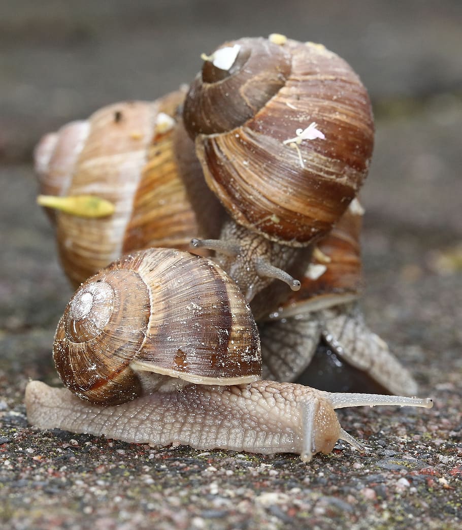 cargols, cargol, shell, naturalesa, jardí, macro, lentament, criatura, gatejar, mucositat, invertebrats, món animal, animal, fauna animal, closca d’animals, mol·lusc, temes d'animals, primer pla, gasteròpode, animals a la natura, cap gent, invertebrat, dia, centrar-se en primer pla, enfocament selectiu, grup d’animals, a l'aire lliure, part del cos dels animals, rastreig, 2K