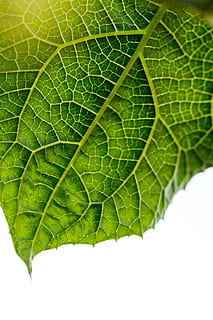 macrofotografia, verde, foglia, avvicinamento, macro, struttura, modello, trama delle foglie, verdura, leafe verde, natura, colore verde, pianta, freschezza, sfondi, estate, botanica, ambiente, crescita, primavera, vena fogliare, strutturato, biologico, nessuno, astratto, luminosa, bellezza nella natura, fogliame lussureggiante, colore vibrante, 5K, CC0, dominio pubblico, privo di copyright