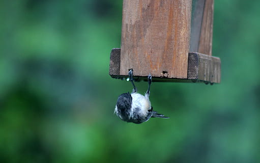 bird, chickadee, upside down, animals in the wild, focus on foreground, animal themes, bird feeder, vertebrate, animal wildlife, animal, one animal, no people, day, close-up, nature, outdoors, hanging, perching, green color, tree, selective focus, 4K, CC0, public domain, royalty free