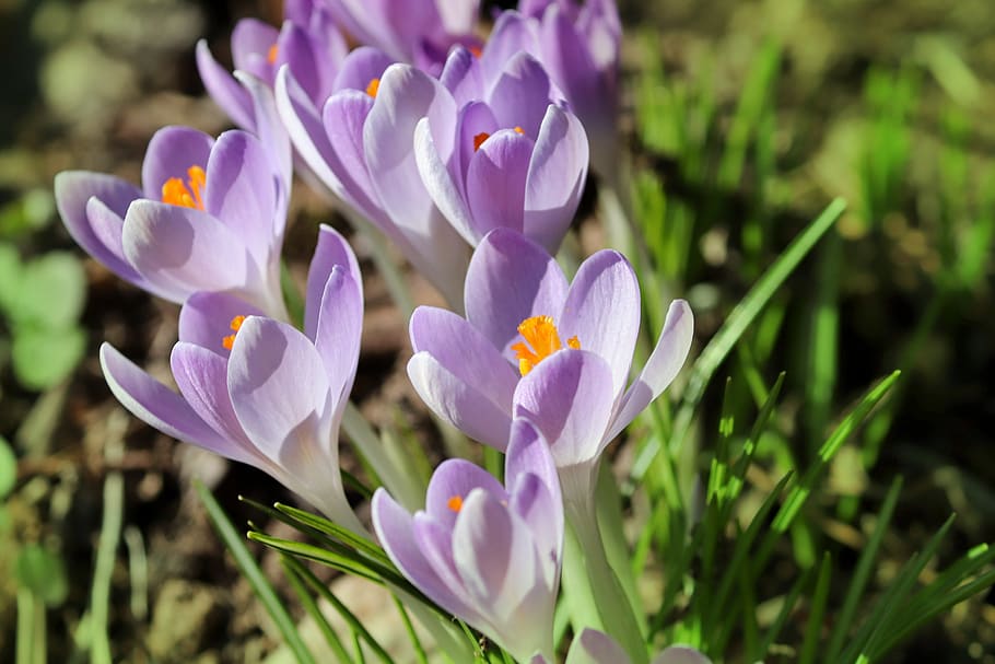 crocus, printemps, Lenz, début de floraison, violet, jardin, champ, fleurs, de plein air, fermer, crocus de printemps, annonciateur du printemps, la nature, Frühlingsanfang, fleur mauve, schwertlilie gewaechs, plante à fleurs, fleur, plante, fraîcheur, vulnérabilité, beauté dans la nature, fragilité, pétale, croissance, tête de fleur, terre, inflorescence, personne, journée, iris, 5K