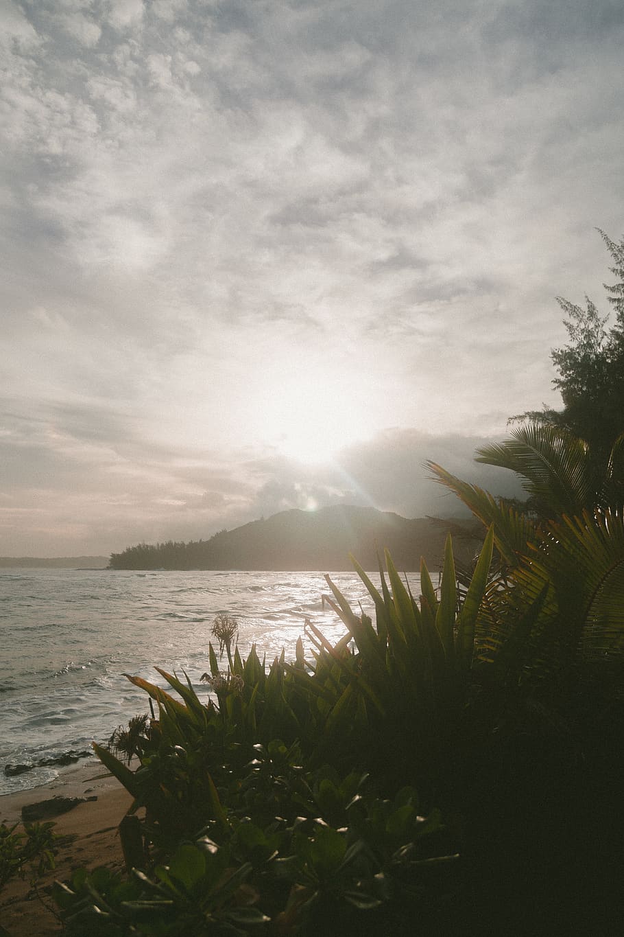 canon, palm tree, cloudy, cloud, valley, mountain, summer, sun, sunset, sunrise, landscape, outdoor, nature, adventure, travel, island, coast, foilage, green, texture, sky, water, beauty in nature, cloud - sky, plant, tranquility, scenics - nature, sea, tranquil scene, sunlight, no people, tree, land, outdoors, beach, growth, 5K