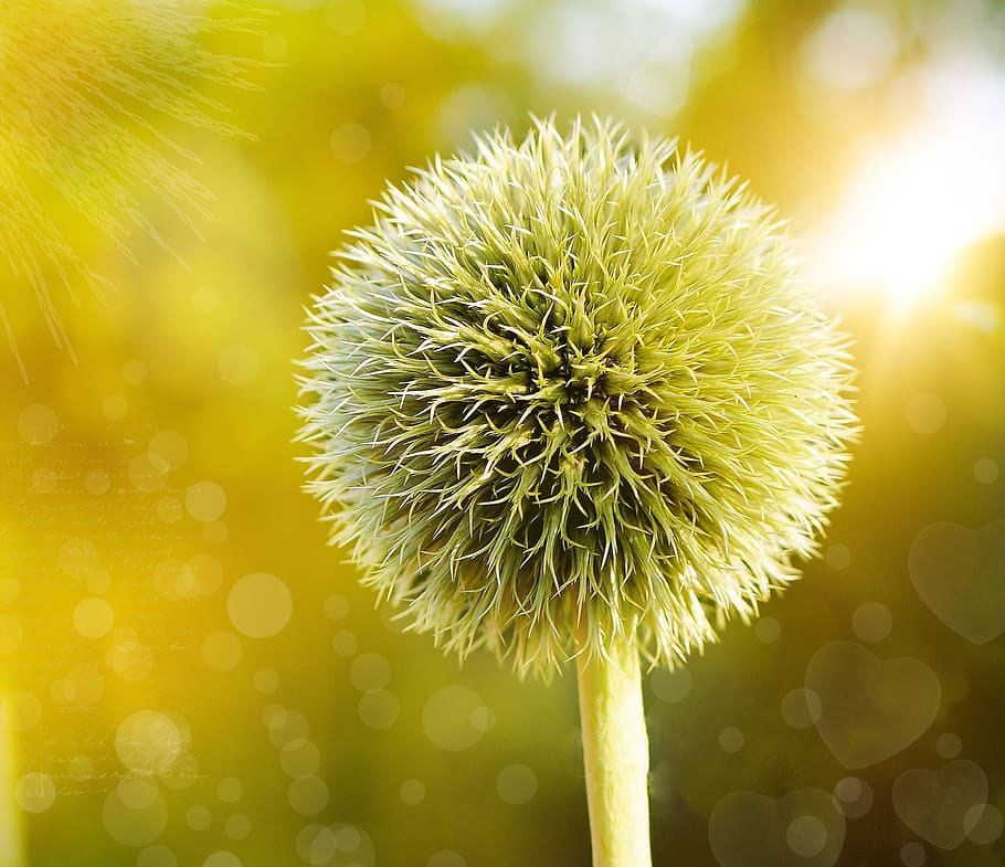 poc profund, focalitzar la fotografia, dent de lleó, florir, flor, flora, card de globus, fons de pantalla hd, macro, planta, planta amb flors, frescor, bellesa a la natura, groc, cap de flor, vulnerabilitat, inflorescència, fragilitat, primer pla, creixement, naturalesa, cap gent, centrar-se en primer pla, pètal, a l'aire lliure, llum solar, suavitat, llavor de dent de lleó, 2K