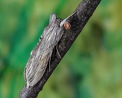 rekin-ćma, skrzydełka, wzór, owad, Natura, lato, antena, drzewo, skupić się na pierwszym planie, żadnych ludzi, roślina, drewno - materiał, zwierzęca przyroda, zwierzę, dzień, tematy zwierzęce, zbliżenie, pnia drzewa, teksturowane, zwierzęta na wolności, jedno zwierzę, na dworze, bagażnik samochodowy, kręgowiec, drewno, Oddział, martwa roślina, szczekać, 4K, CC0, domena publiczna, darmowe zdjęcia