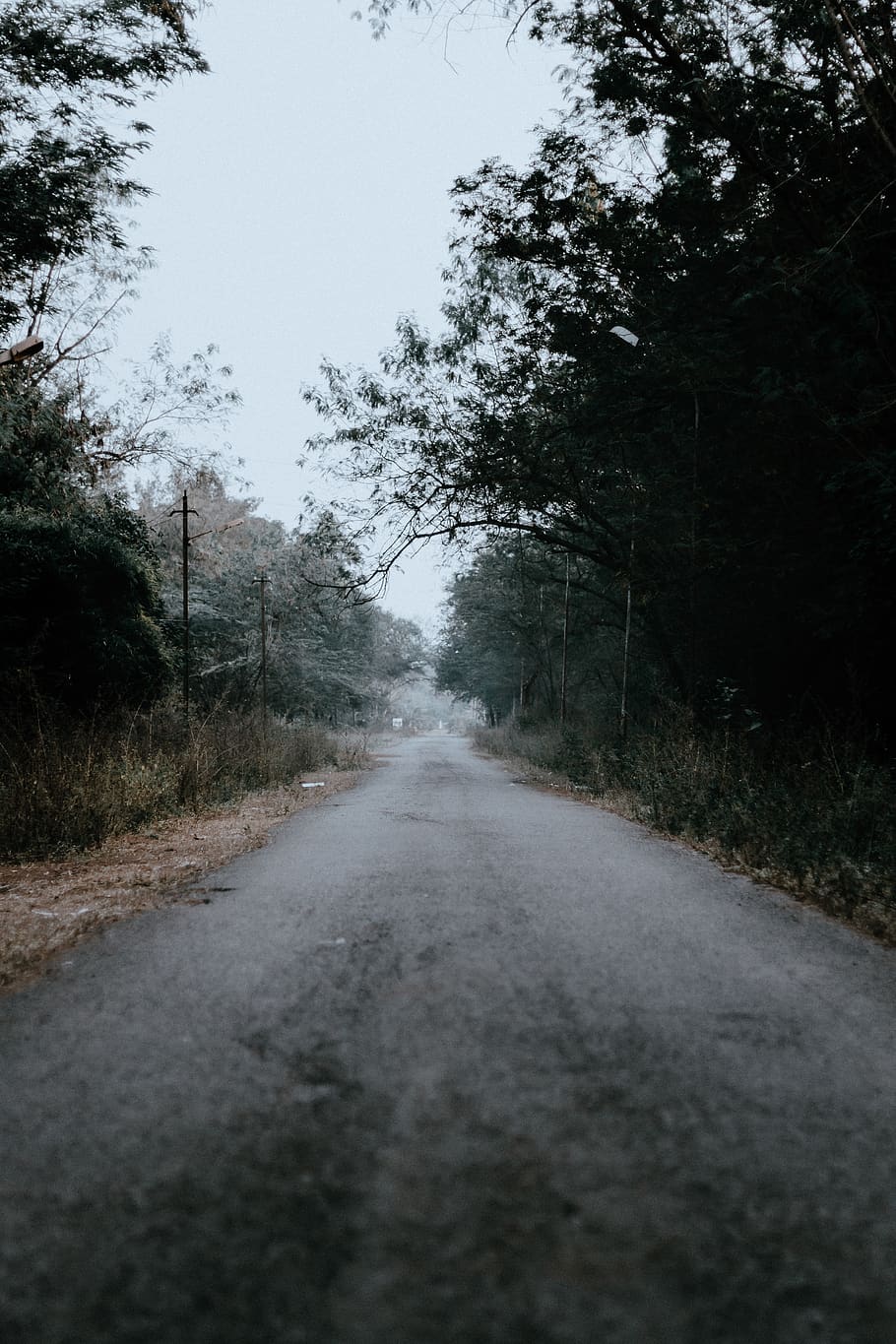 strada asfaltata, alberi, strada, asfalto, autostrada, modo, strada sterrata, ghiaia, nebbia, natura, buio, lunatico, freddo, nebbioso, verde, inverno, albero, pianta, all'aperto, direzione, la strada davanti, mezzi di trasporto, nessuno, giorno, cielo, prospettiva decrescente, crescita, la tranquillità, città, strada vuota, cielo sereno, punto di fuga, lungo, 5K