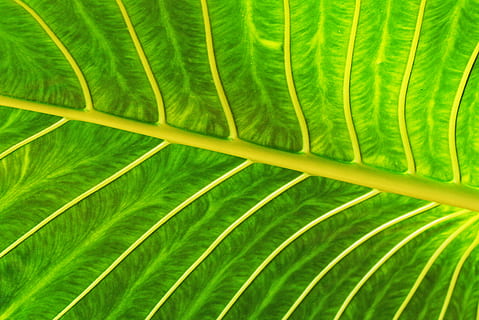 grønt blad, anlegg, bregne, flora, blad, årer, grønn, sri lanka, fersk, sti, forgrening, gren, vekke, divergens, vokse, linjer, lys, liv, divergere, nå ut, natur, plante del, grønn farge, vekst, full ramme, nærbilde, bakgrunn, skjønnhet i naturen, ingen folk, dag, naturlig mønster, palmblad, botanikk, palmetre, frond, tre, friskhet, tropisk klima, utendørs, blader, 8K, CC0, offentlig domene, opphavsrett gratis