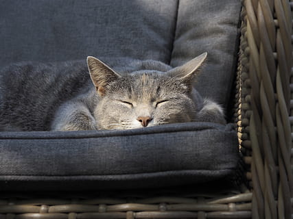 kat på sofaen, pattedyr, dyr, kæledyr, Abyssinian, Manx, møbel, kat, kurv, sofa, hjem indretning, linned, killing, tæppe, sfære, hårdttræ, træ, hav liv, fisk, surgeonfish, krybbe, dyre temaer, indenlandske, husdyr, lempelse, indenlandske kat, et dyr, feline, lukkede øjne, ingen mennesker, sovende, hvirveldyr, indendørs, tæt på, portræt, bakkenbart, dyr hoved, 4K, CC0, offentligt domæne, royaltyfrie