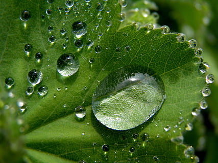 Wassertropfen, Grün, Blatt, hell, Blase, sauber, klar, Nahansicht, Detail, Tau, Tautropfen, Tröpfchen, Tropfen, Umgebung, Flora, frisch, Frische, Blätter, Flüssigkeit, Makro, natürlich, Natur, Pflanze, Reinheit, Regen, Regentropfen, Wasser, nass, fallen, grüne Farbe, Pflanzenteil, Wachstum, Schönheit in der Natur, keine Leute, draußen, Blattvene, Tag, 4K, CC0, gemeinfrei, lizenzfrei