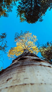árbol, planta, tronco de arbol, hoja, otoño, azul, cielo, hojas, animal, pájaro, arce, venas, abedul, ligero, llamarada, secoya, pretil, barandilla, algas, insecto, naturaleza, vista de ángulo bajo, crecimiento, nadie, día, rama, cielo limpio, el maletero, al aire libre, belleza en la naturaleza, enfoque selectivo, tranquilidad, directamente debajo, perspectiva decreciente, estructura construida, copas de los árboles, 5K, CC0, dominio público, libre de derechos