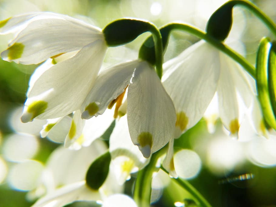 floc de neu, macro, snowdrop, primavera, fruehlingsknotenblume, flor de primavera, naturalesa, calze de flors, brillant, colorit, bellesa, protecció ambiental, conservació de la natura, meditació, targeta de felicitació, invitació, pol·len, prat humit, amarrar, zona de ribera, protegit, reserva natural, eucojum, olis essencials, benestar, flor, planta amb flors, planta, frescor, pètal, bellesa a la natura, primer pla, fragilitat, creixement, vulnerabilitat, Color blanc, cap gent, inflorescència, cap de flor, enfocament selectiu, dia, a l'aire lliure, full, 4K